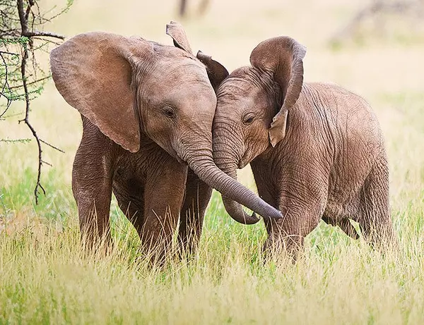 To unge elefanter som leger med hinanden