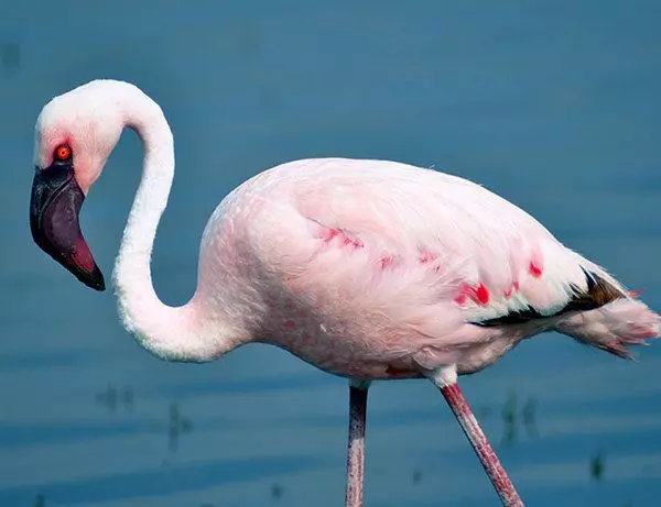 En pink flamingo i Lake Nakuru