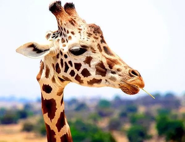 Flot giraf meget tæt på