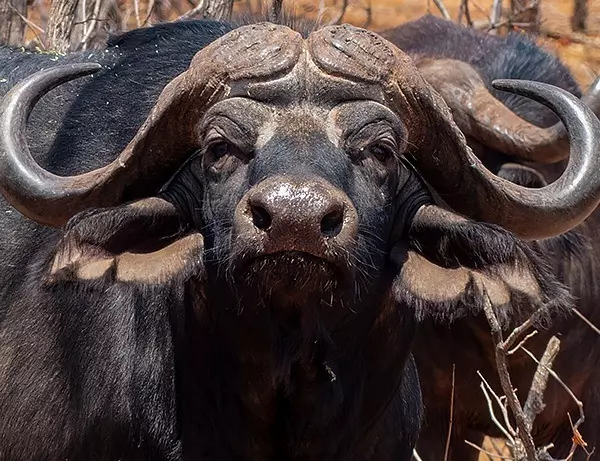 En nysgerrig Buffalo med flotte horn