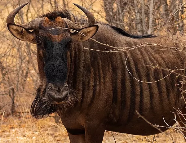 En bøffel der gemmer sig i Kruger National parks krat