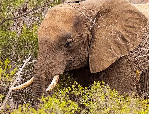 Elefant der spiser i det vidunderlige Kruger National Park