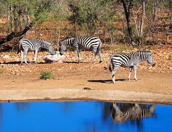 Zebra ved spejlblank sø