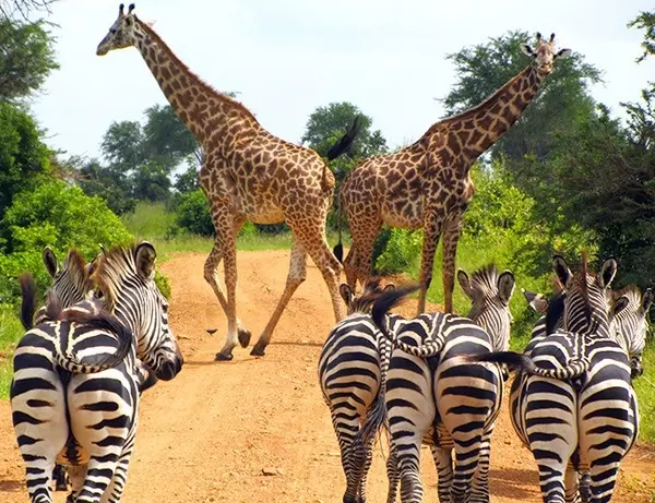 Trafik i Serengeti, zebraer og giraffer stopper vejen.