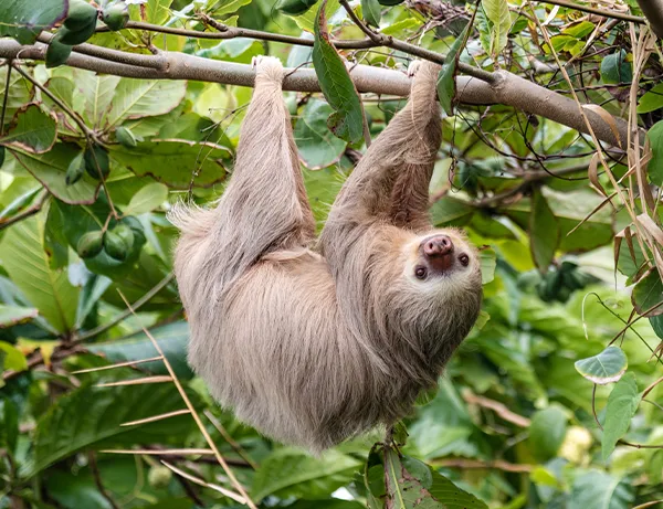 foto från costa rica, en sengångare som hänger från en trädgren i djungeln