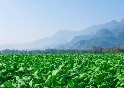 Tobaksplantage i Viñales-dalen