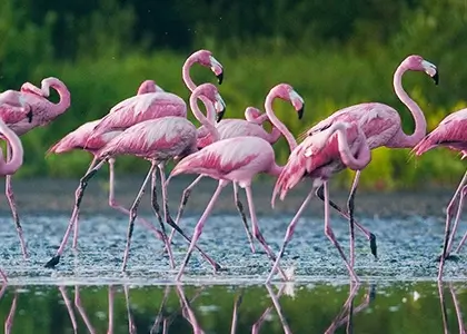 Flok af flamingoer set tæt på