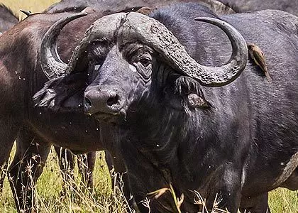 bøfler som spiser græs