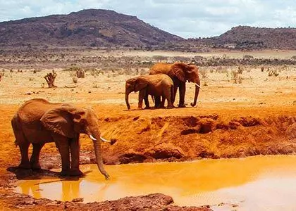 Elefanter ved vandhul