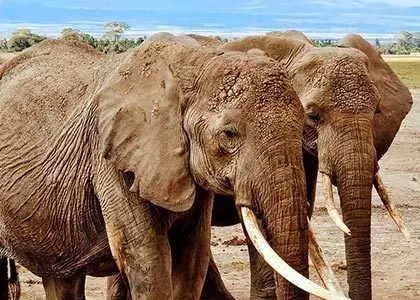Elefant familie meget tæt på