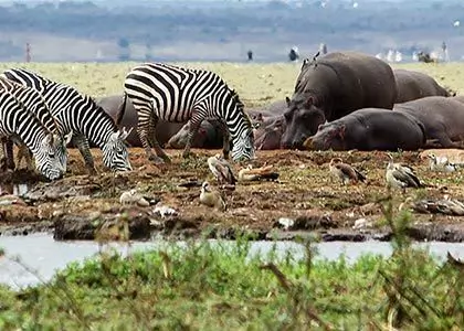 Mange forskellige dyr som slapper af ved vandhul
