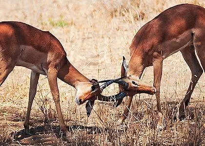 Det vilde liv i Tanzania