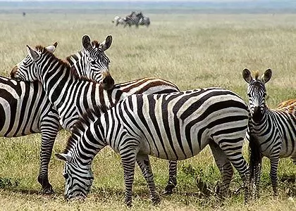 Gruppe af zebraer i vejkanten